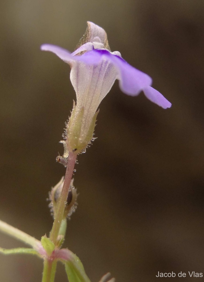 Lindernia srilankana L.H.Cramer & Philcox